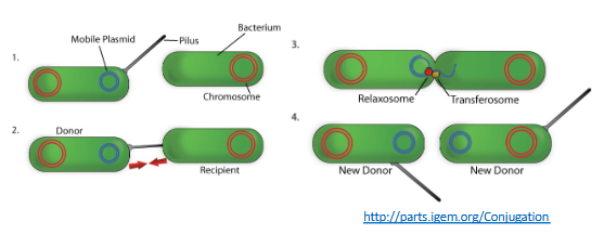 <p>Plasmid is transferred to neighboring bacteria through conjugation</p>