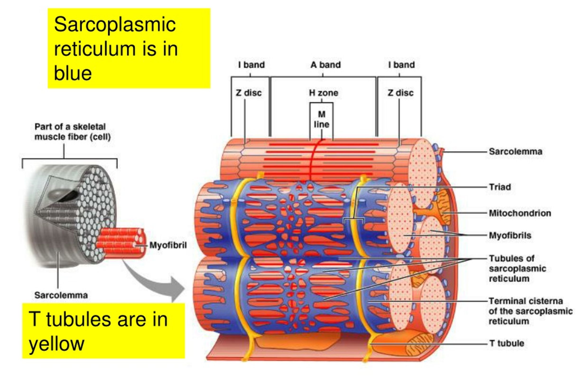 <p>Extensions of the sarcolemma that conducts action potential from the sarcolemma into the muscle fibre, causing all regions of the muscle fibre to contract at the same time.</p>