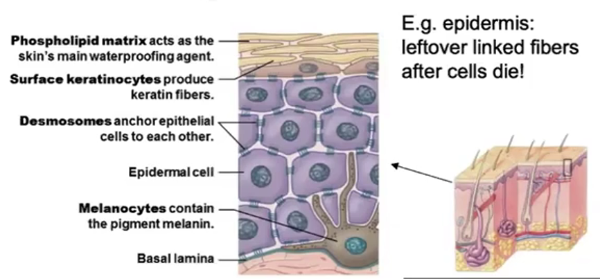 <p>Protective Epithelium</p>