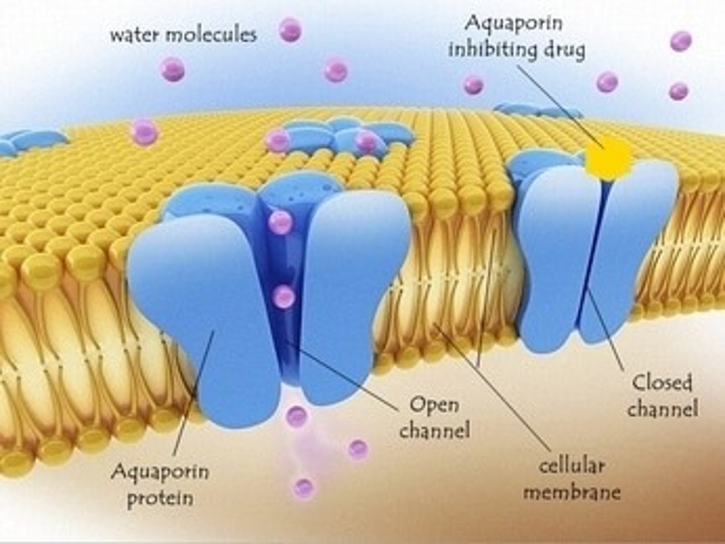 <p>protein channels found in cell membranes that allow water molecules to pass through</p>