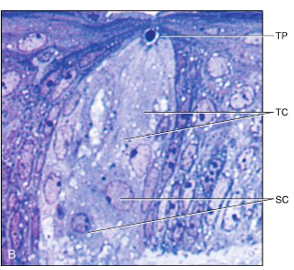 <ul><li><p>dissolved molecules of food contact the taste receptor </p></li><li><p>opening in the most superficial part</p></li><li><p>associated with sensory neuron processes among the cells in the inferior part </p><ul><li><p>messages then sent to CNS and identified </p></li></ul></li></ul><p></p>