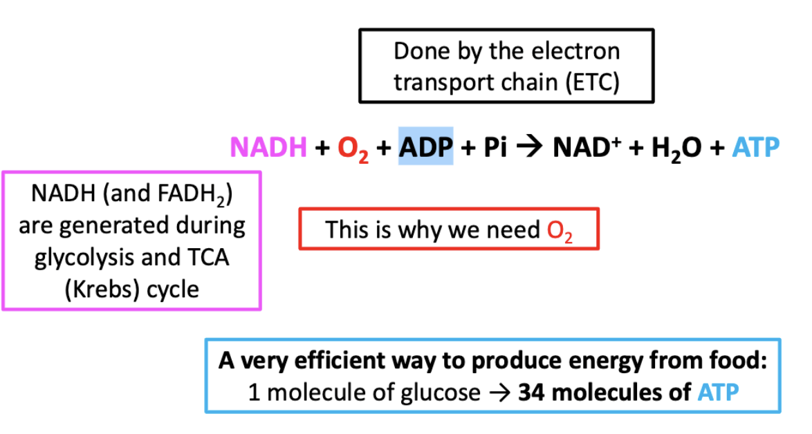 <p><span>Electron carriers NADH or FADH2 are oxidized by O2 to produce ATP</span></p><ul><li><p>via electron transport chain (ETC)</p></li></ul><p></p>