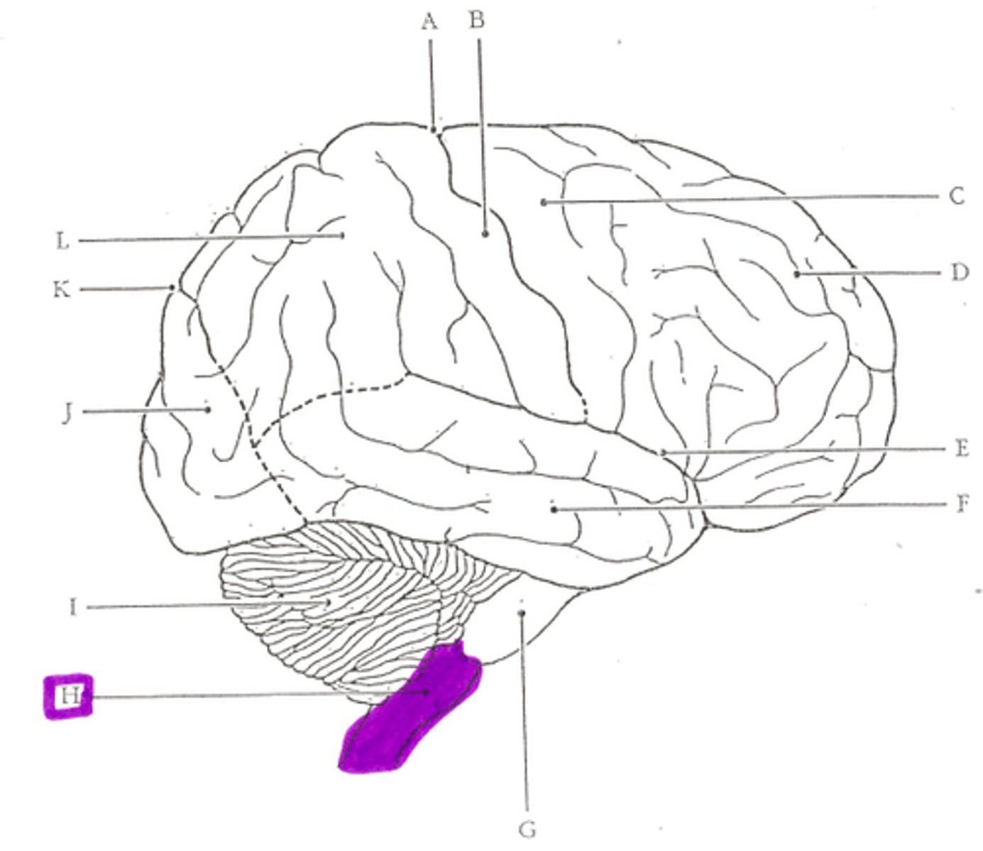 <p>Part of the brainstem that controls vital life-sustaining functions such as heartbeat, breathing, blood pressure, and digestion.</p>