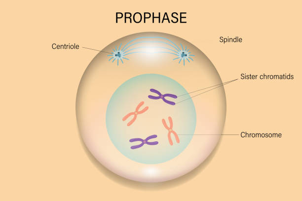 <ul><li><p>1st phase</p></li><li><p>Centrioles grow spindle fibersthat extend into nucleus and attached to centromere</p></li></ul><p></p>