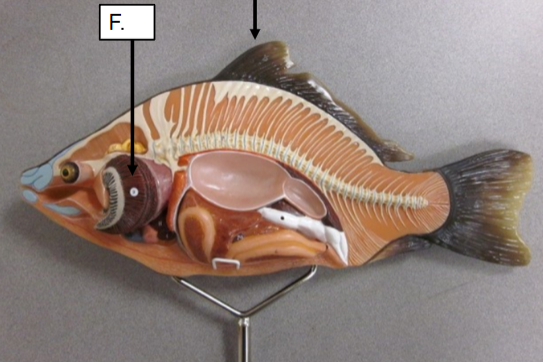 <p>What is the top fin of the carp called?</p>