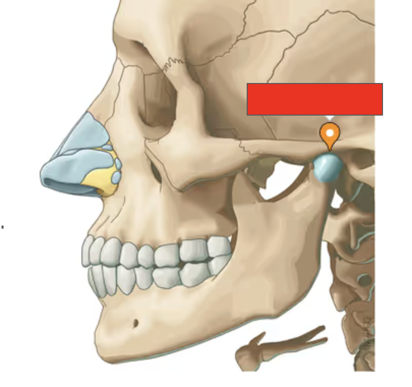 <p>Name the covered bone</p>
