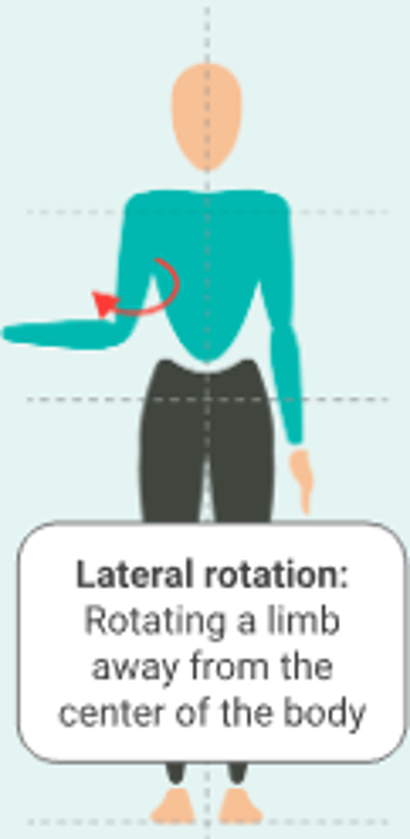 <p>Rotating a limb away from the centre of the body</p>