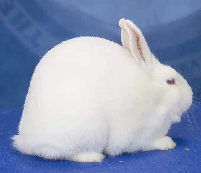 <p>What Breed Am I?</p>