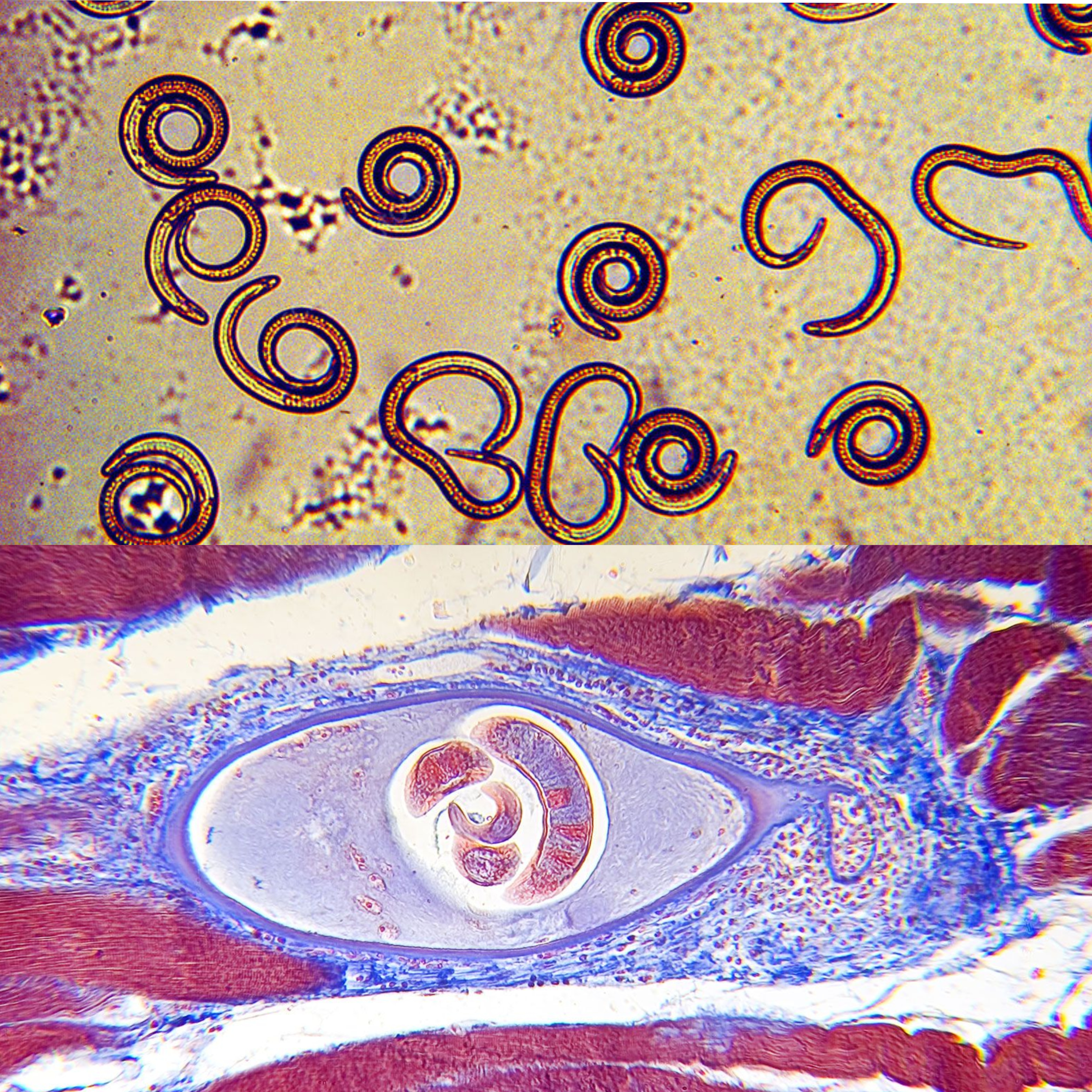 <p>Kmeň: Nematoda (hlístovce)</p>