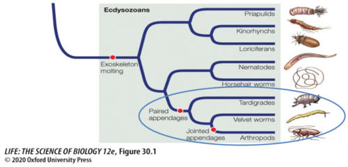 arthropods and their relatives are a monophyletic group united by having what?