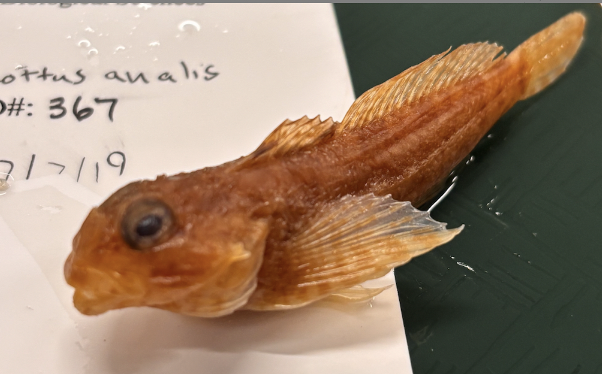 <p>Wooly Sculpin <strong>Order</strong></p>