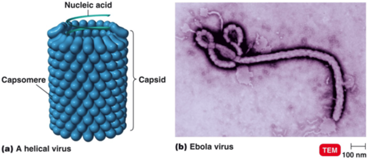 <p>tubulovirus (rigid), ebola (flexible)</p>