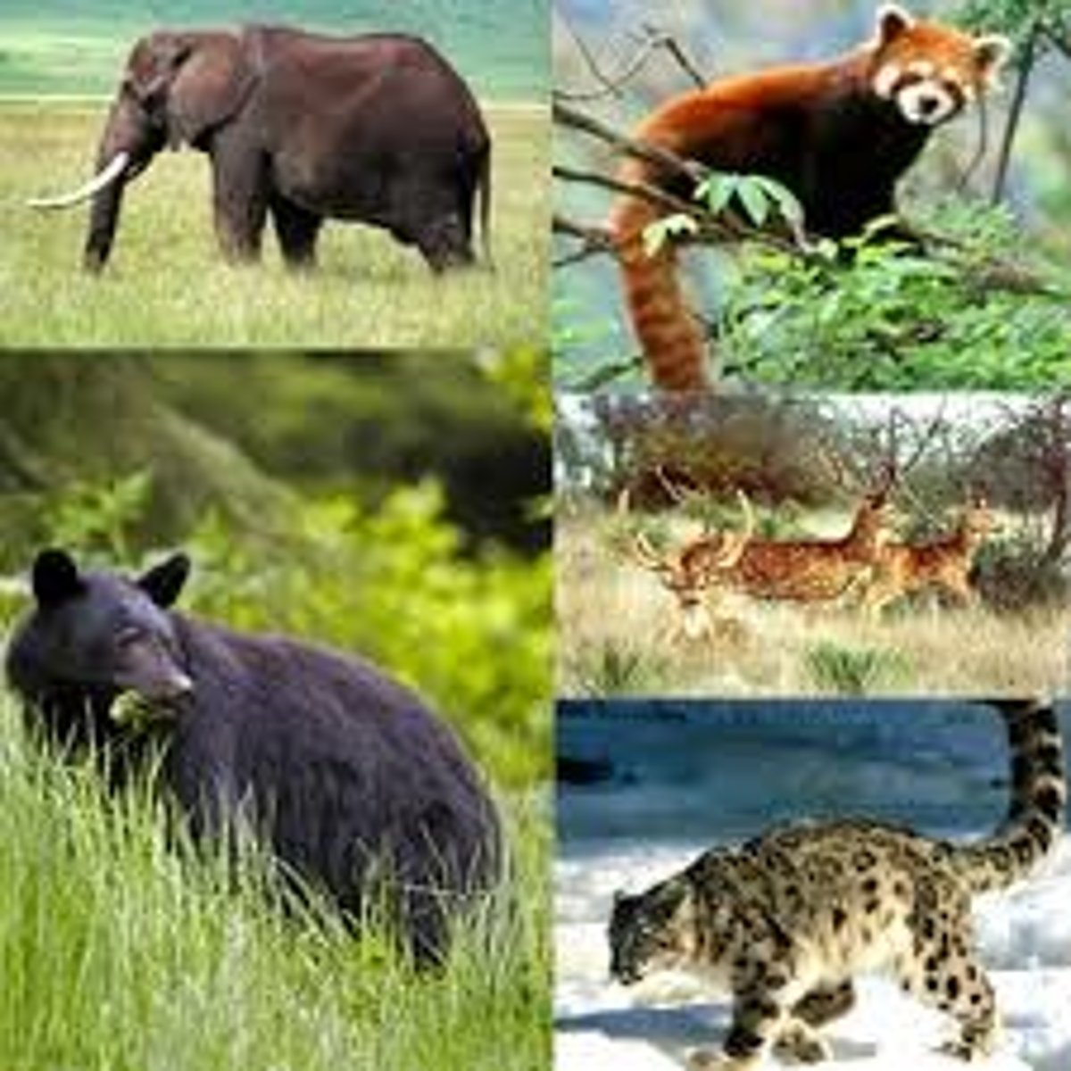 <p>living and growing in natural conditions and not organized or supervised by humans</p>