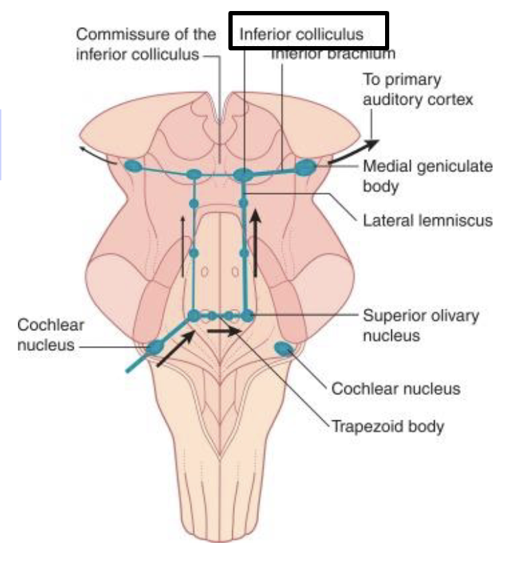 <p>what is the function of the inferior colliculus?</p>