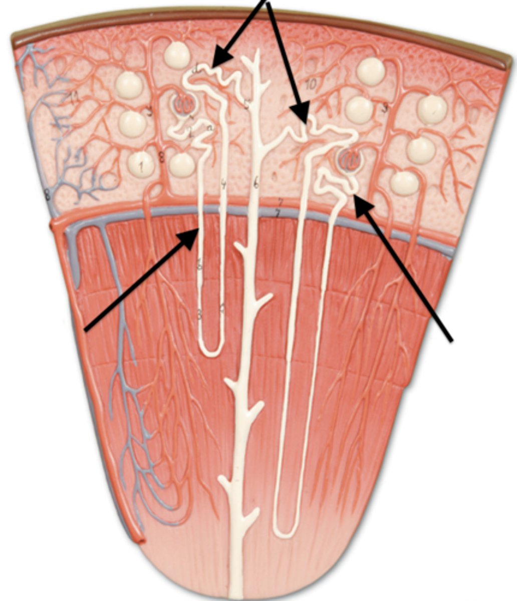 <p>Microscopic tubes in the kidney where urine is formed after filtration</p>