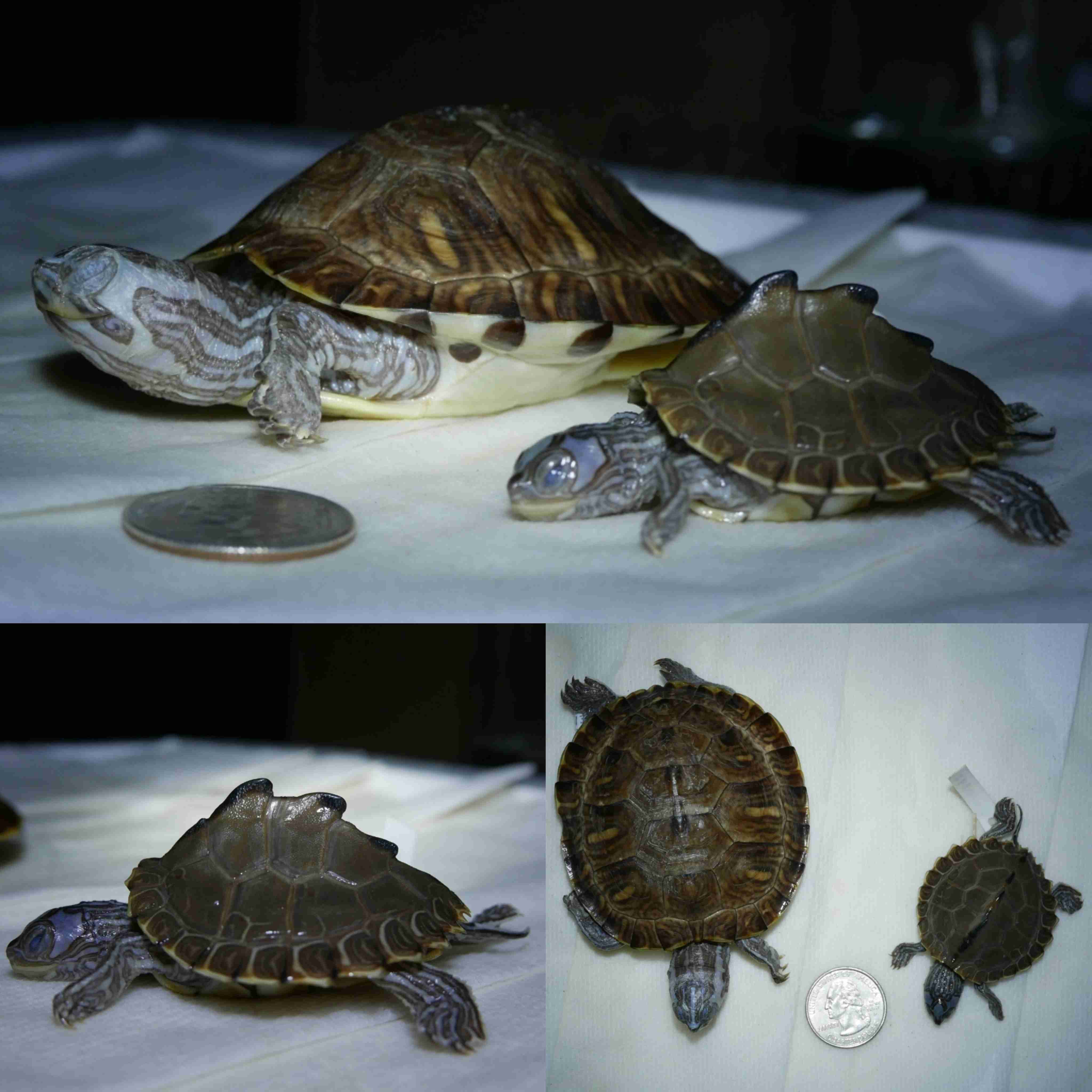 <p>What is the family and scientific name for this turtle?</p>