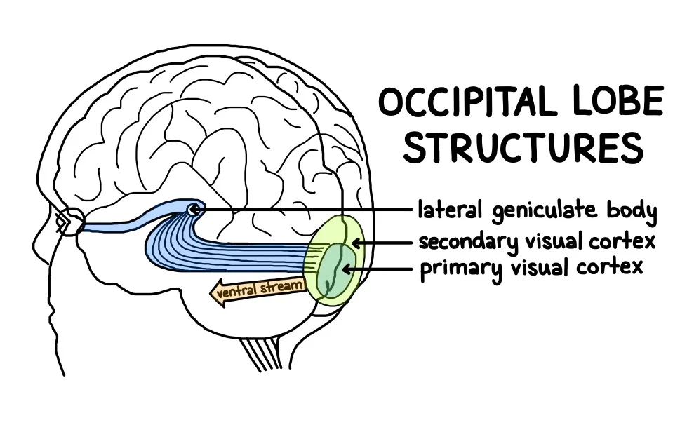 <ul><li><p>located on the most posterior section of the occipital lobe</p></li><li><p>receives visual information from the eyes </p></li><li><p>each visual cortex receives and processes information from the contralateral visual field </p></li><li><p>transmits visual information anteriorly to visual association (parieto-occipital) area for processing </p></li></ul>