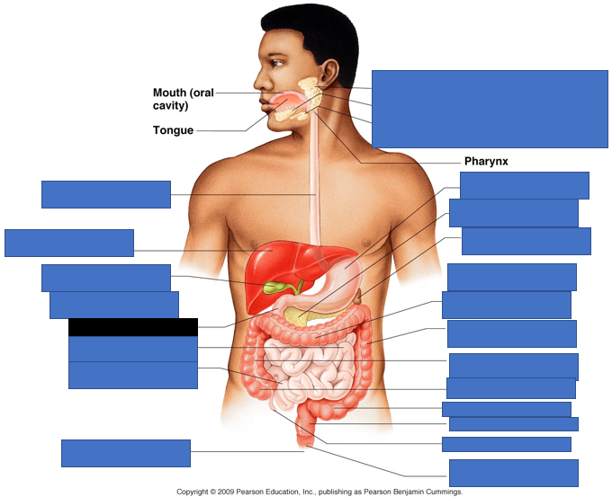 knowt flashcard image
