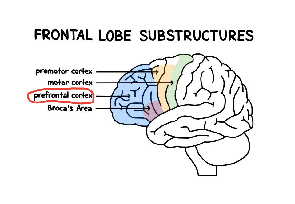<p>Located in front of the frontal lobe that specializes in memory, predictions, and judgement (MINOS PRIME REFERENCE RAHHHH)</p>