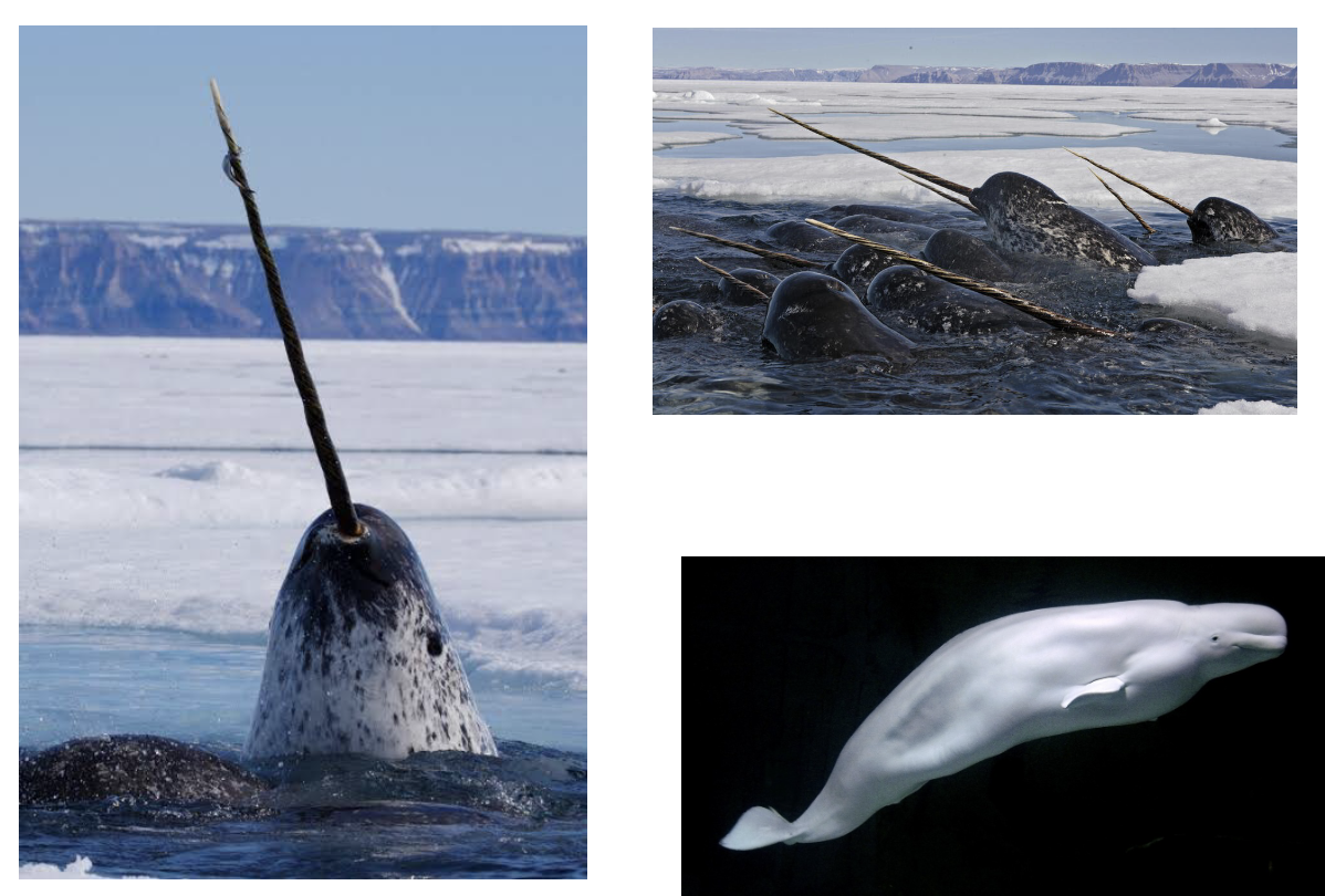 <p>Order? Family? </p>