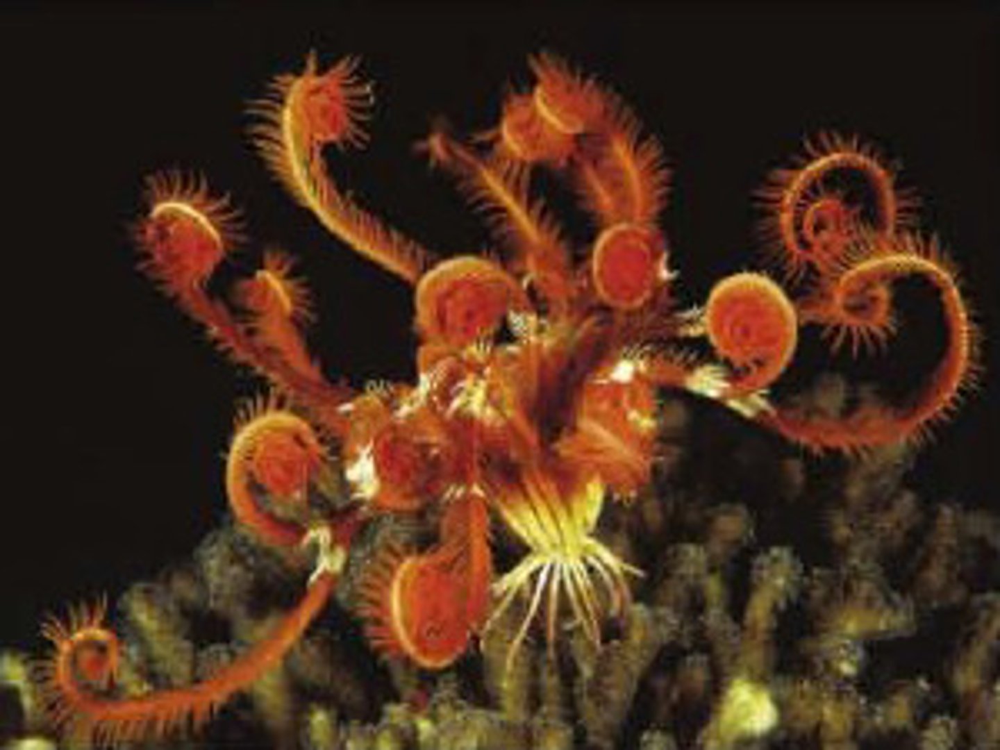 <p>Crinoids that move by means of flapping their feathery arms</p>