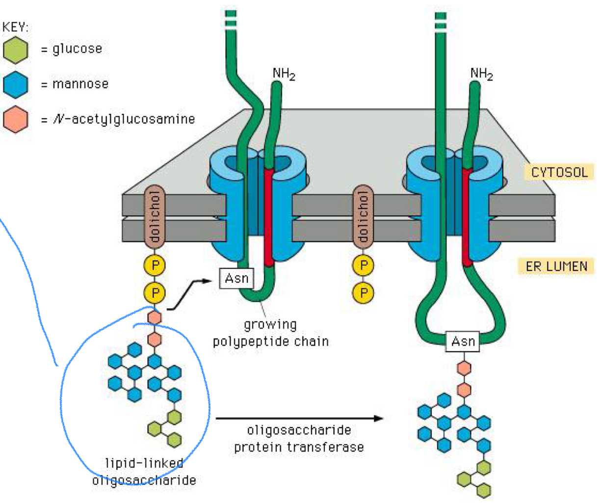 <p>2 units of N-acetylglucosamine</p><p>9 units of mannose</p><p>3 glucose units</p><p></p>