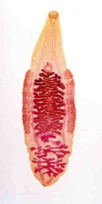 <p><em><span>Clonorchis sinensis</span></em><span> adult</span></p>