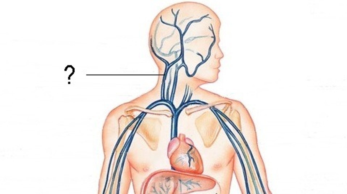 <p>identify these veins</p>