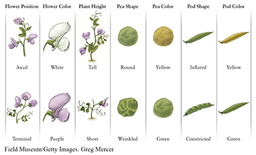 <p><span style="font-family: Lato Extended, Lato, Helvetica Neue, Helvetica, Arial, sans-serif; color: rgb(45, 59, 69)">This picture shows two variants in __________ or physical appearance of seven characteristics of the pea plant.</span></p>