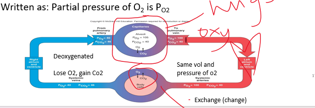 <p>partial pressures: proportional to the concentration for that gas</p><p>•<em>_________ Law:</em> pressure each gas exerts is independent of the pressure of other gases</p><p>•The total pressure of the mixture is the sum of the individual, <em>partial pressures</em>.</p><p>•Written as: Partial pressure of O2 is PO2</p><p>pulmonary = lungs</p>