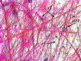 <p>Name the tissue</p>