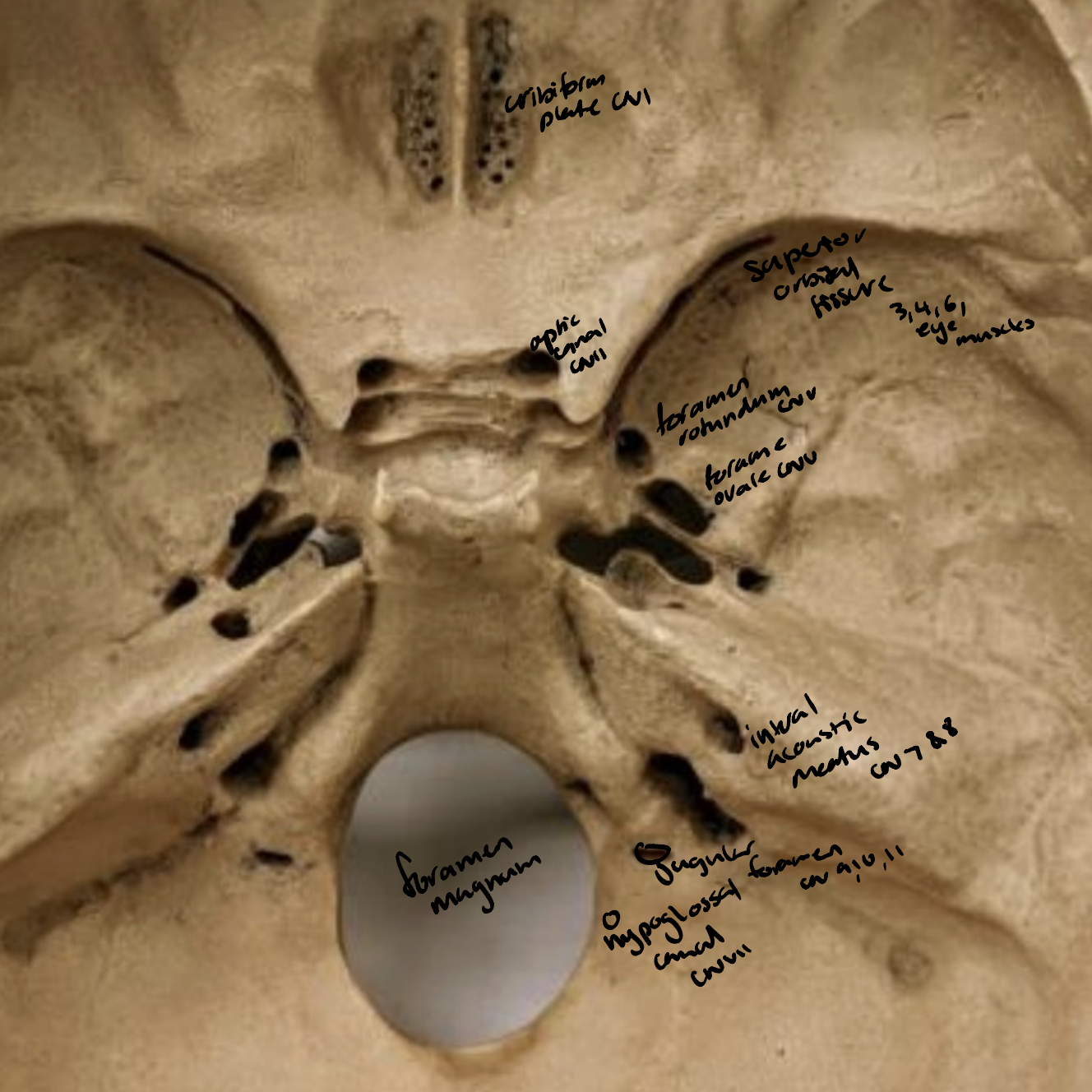 knowt flashcard image