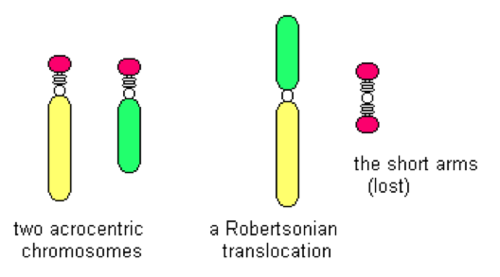 <p>genetic exchange between acrocentric chromosomes (long arm &amp; tiny arm)…loses genetic material but not important info</p>