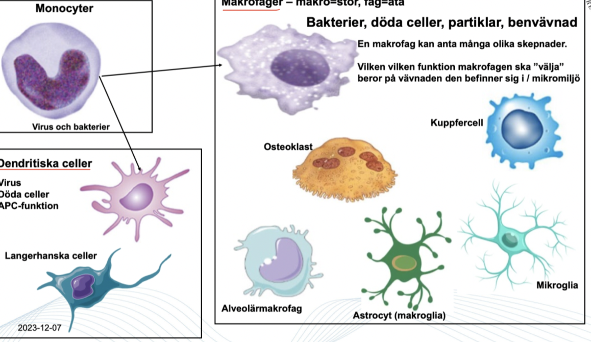 <ul><li><p>Makrofager</p></li><li><p>Dendritceller </p></li></ul>