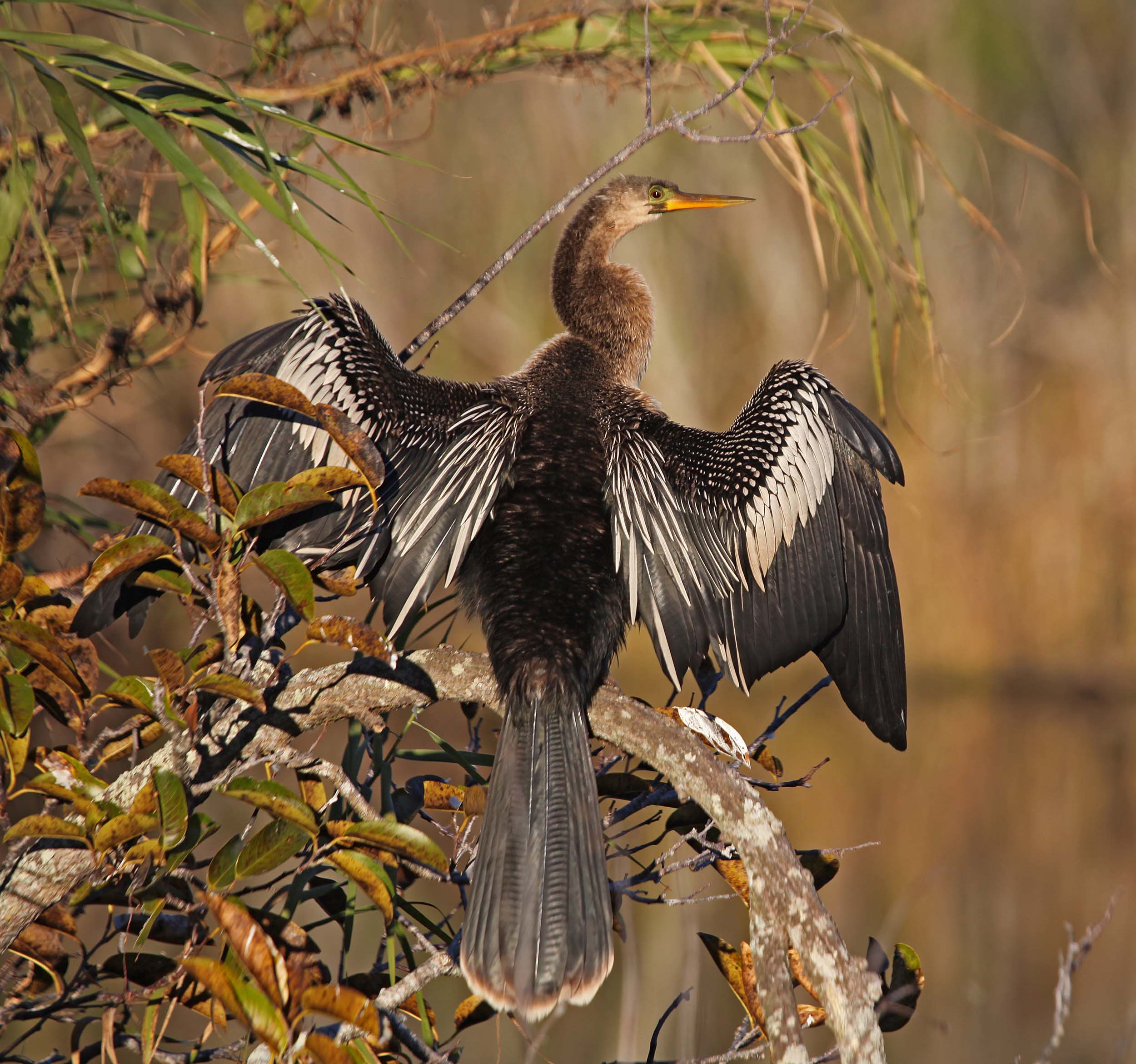 <p>Common name:</p><p>Genus and species:</p><p>Family:</p><p>Order:</p><p>Alpha Code:</p>