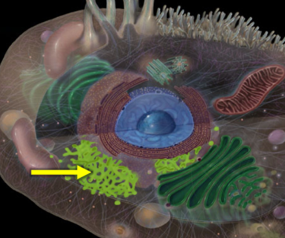 <p>A type of endoplasmic reticulum that is involved in lipid synthesis, metabolism, and detoxification, lacking ribosomes on its surface. </p>