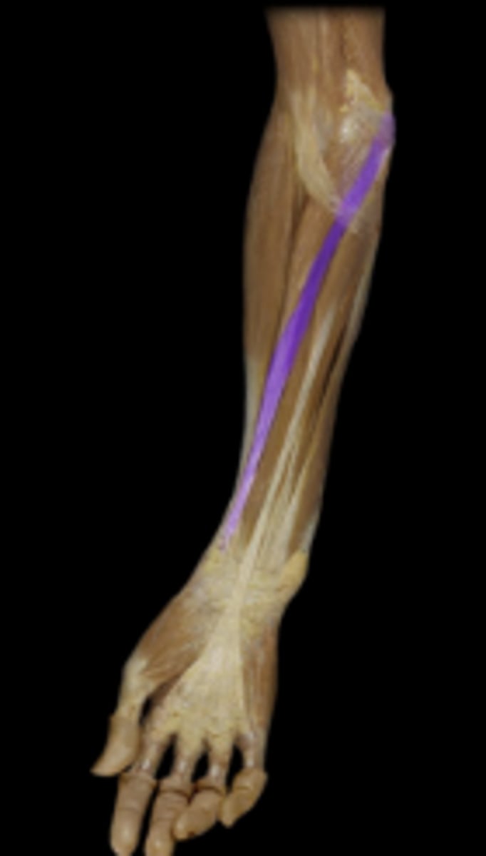 <p>action: flexes wrist anteriorly</p>