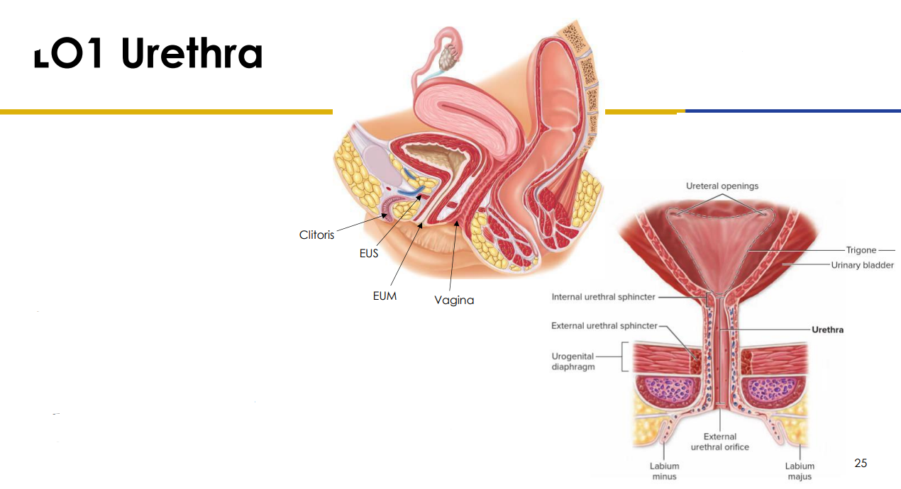 <p>- External Urinary Sphincter (EUS) within the pelvic floor is skeletal muscle (therefore voluntary control)</p><p>- Urine is forcefully expelled by detrusor muscle</p><p>- People with a uterus (3-4cm) (from inferior bladder to external urethral meatus (EUM) in vulva</p>