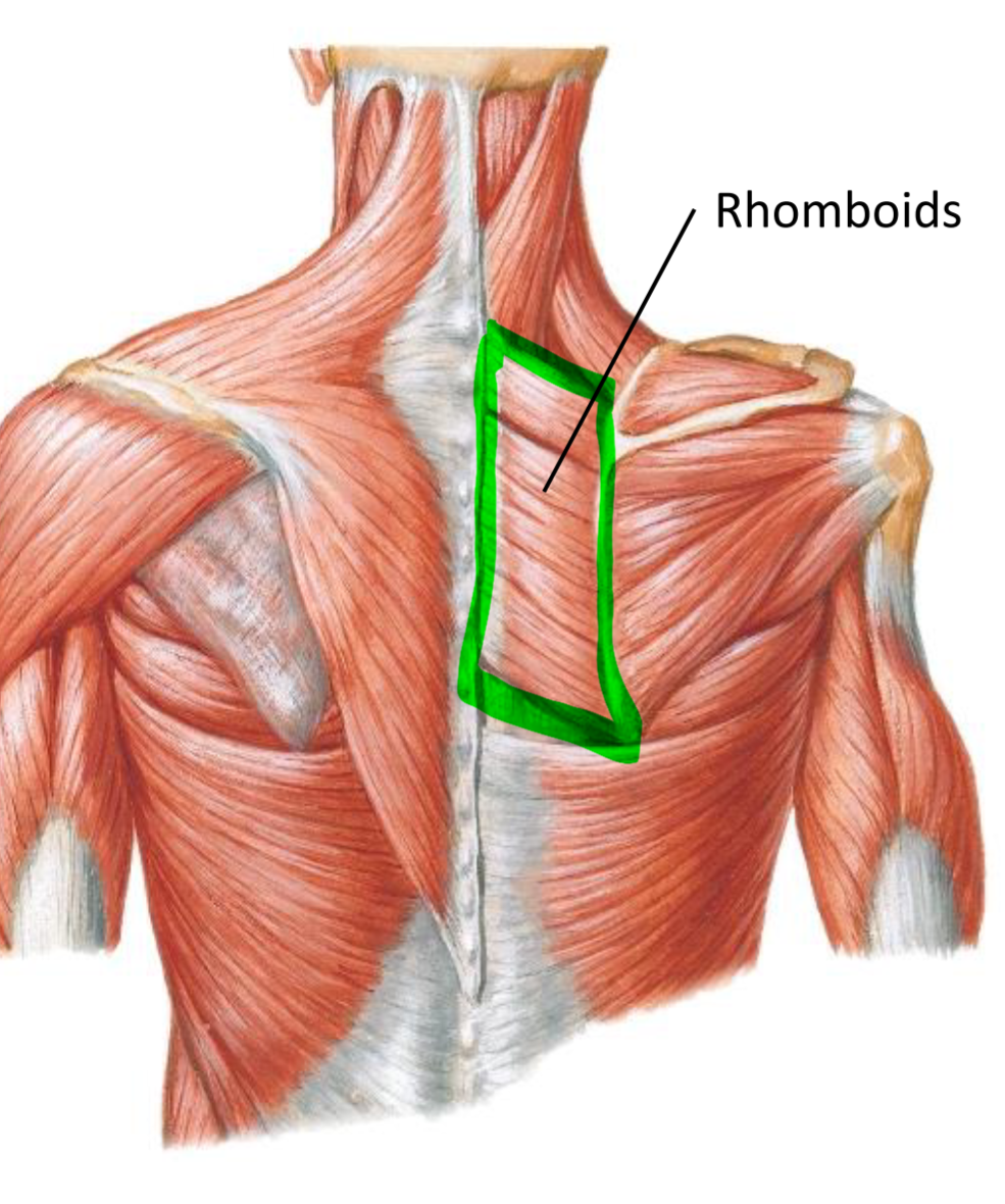 <p>Origin—> spinous processes of vertebrae</p><p>Insertion—> medial border of scapula</p><p>Action—>adducts scapula</p>