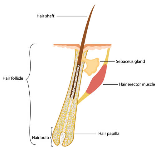 <p>peg of connective tissue filled with blood vessels and nerves</p>