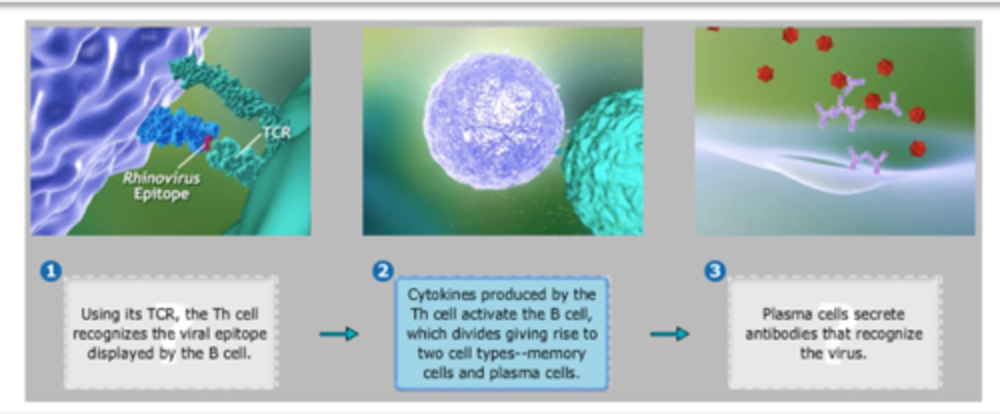 <p>1. Using its TCR the Th cell recognizes the viral epitope displayed by the b cell<br><br>2. Cytokines produced by the Th cell activate the B cell which divides giving rise to two cell types memory and plasma cells<br><br>3. Plasma cells secrete antibodies that recognize the virus</p>
