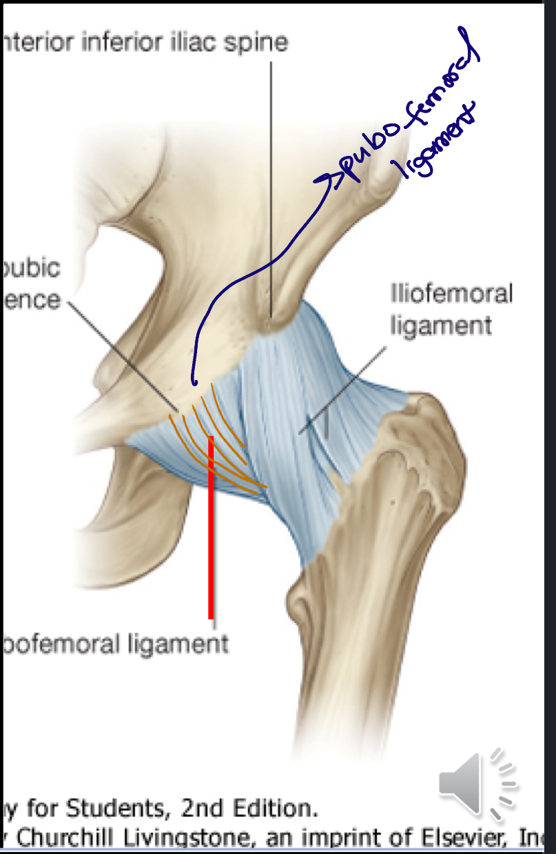 <p>A strong ligament connecting the ilium to the femur, it helps stabilize the hip joint and limits hyperextension. </p><ul><li><p>Anterior</p></li><li><p>Between the anterior inferior iliac spine and margin and the base of the acetabulum to the intertrochanteric line of femur</p></li></ul><p></p>