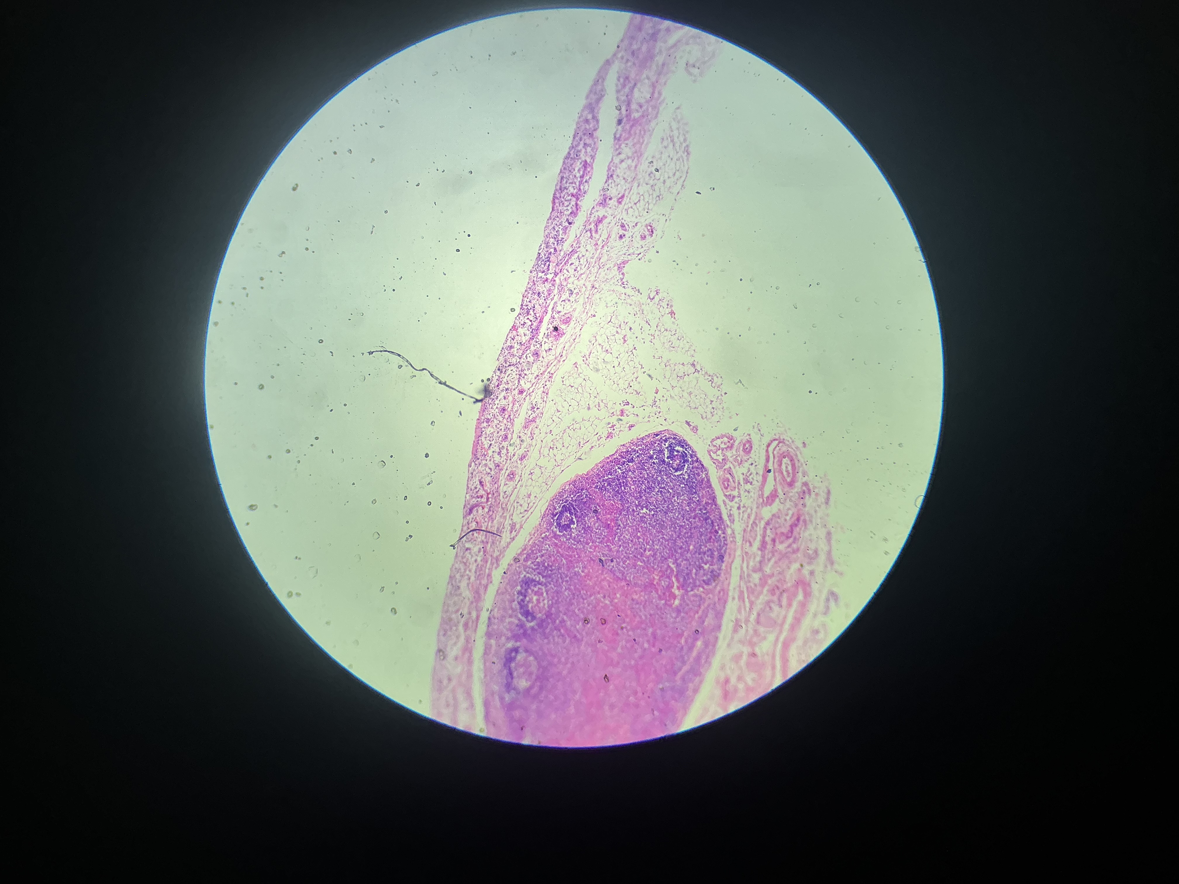 <p>what tissue is this?</p>