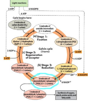 <p>Clavin Cycle</p>