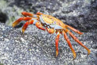 <p>Name one or more traits you can observe to distinguish the identity of Crustacea</p>