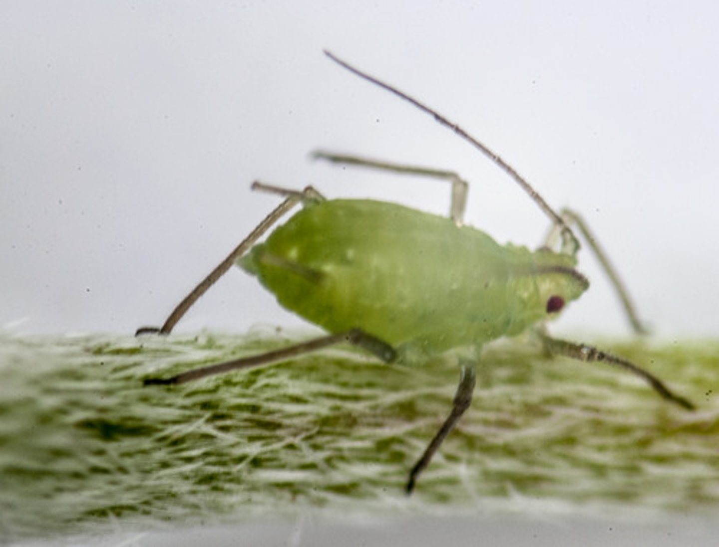 <p>insects that <b>penetrate the plant phloem</b> and <b>feed</b> on the dissolved food<br>- act as <b>plant pathogens</b> <br>- vectors that <b>carry pathogens</b>: viruses, bacteria, and fungi into healthy plant tissue<br>- does <b>not</b> allow <b>glucose</b> to be <b>received</b>: <b>less photosynthesis</b><br>- leaves <b>holes</b> that let <b>other pathogens enter</b><br>- leaves <b>hone due</b> which becomes a <b>fungal colony habitat</b> and <b>attracts other insects</b></p>