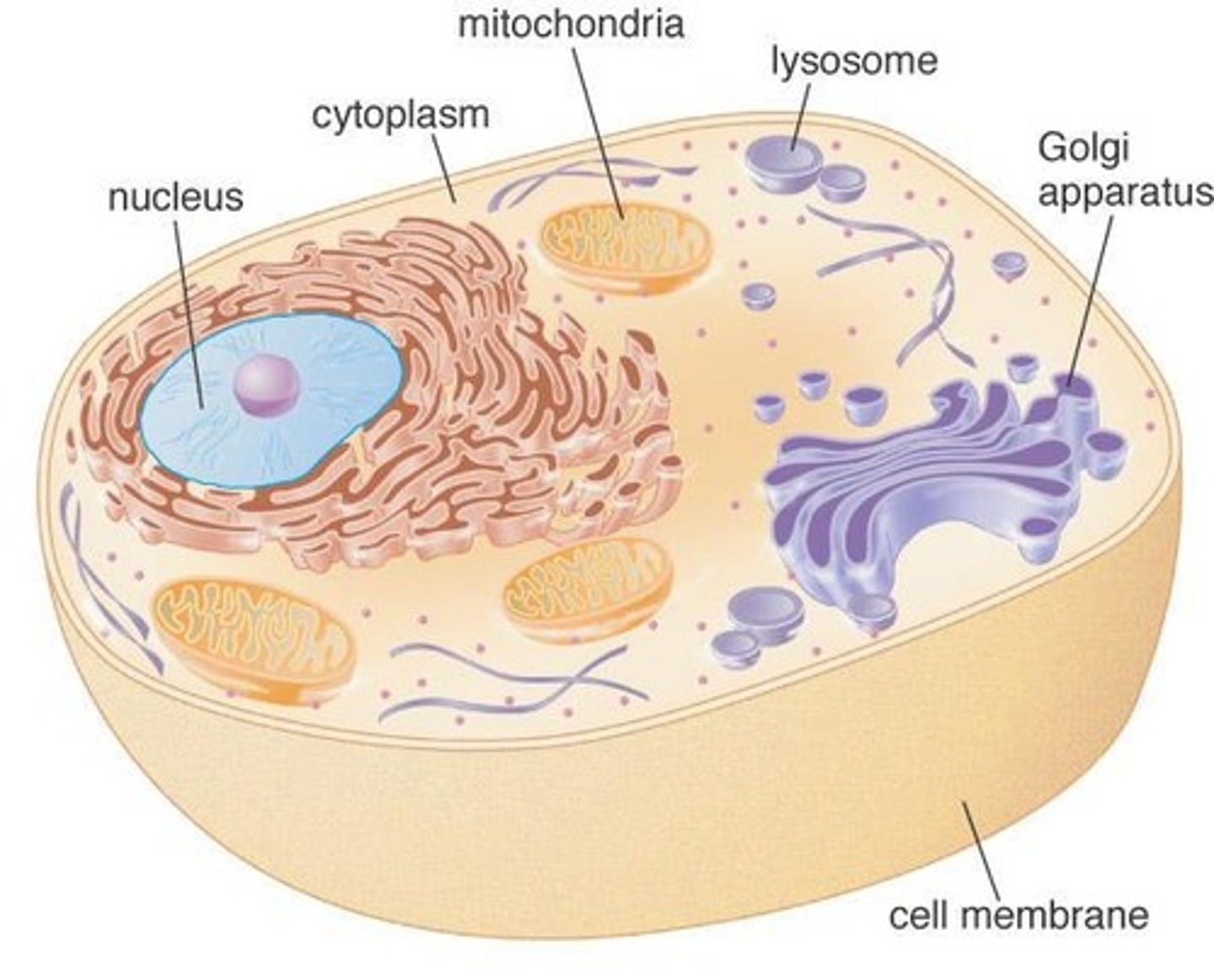 <p>membrane-bound organelles that are responsible for generating cellular energy</p>