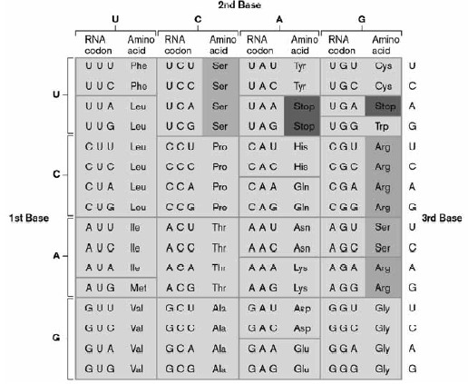 <p>	</p><p>Multiple choice. Using the genetic code shown below, find the correct start and stop codons. Which of the following peptides might this message code for?         </p><p> 5'-GAGUUAUGCACGGGUUCUAUGUGUAG-3'</p><ul><li><p>MET-GLY-SER-MET-CYS</p></li><li><p>ASP-VAL-TYR-LEU-GLY-TYR-VAL-LEU</p></li><li><p>MET-HIS-GLY-PHE-TYR-VAL</p></li><li><p>GLU-LEU-CYS-MET-GLY-SER-MET-CYS</p></li><li><p>MET-CYS-ILE-LEU-GLY-THR-TYR</p></li></ul><p></p>
