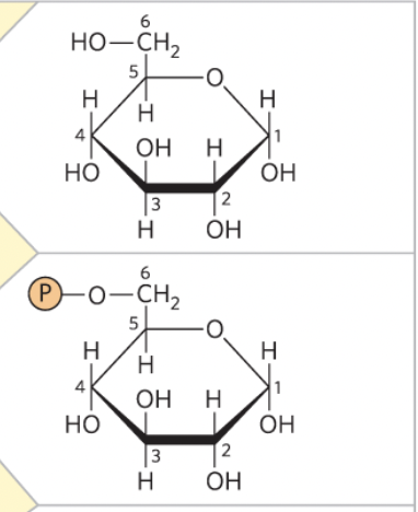 <p>Glucose -> Glucose 6-phosphate</p><p>enzyme and step</p>
