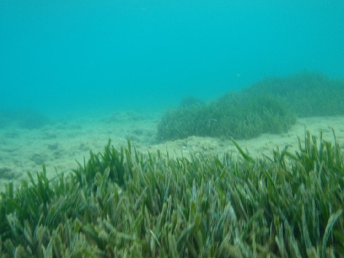 <p>Either by:</p><p>- sunken dead organisms</p><p>- waste products</p>